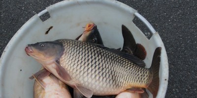 ALEVINAGE 09.02.2018 CARPES ET SANDRES